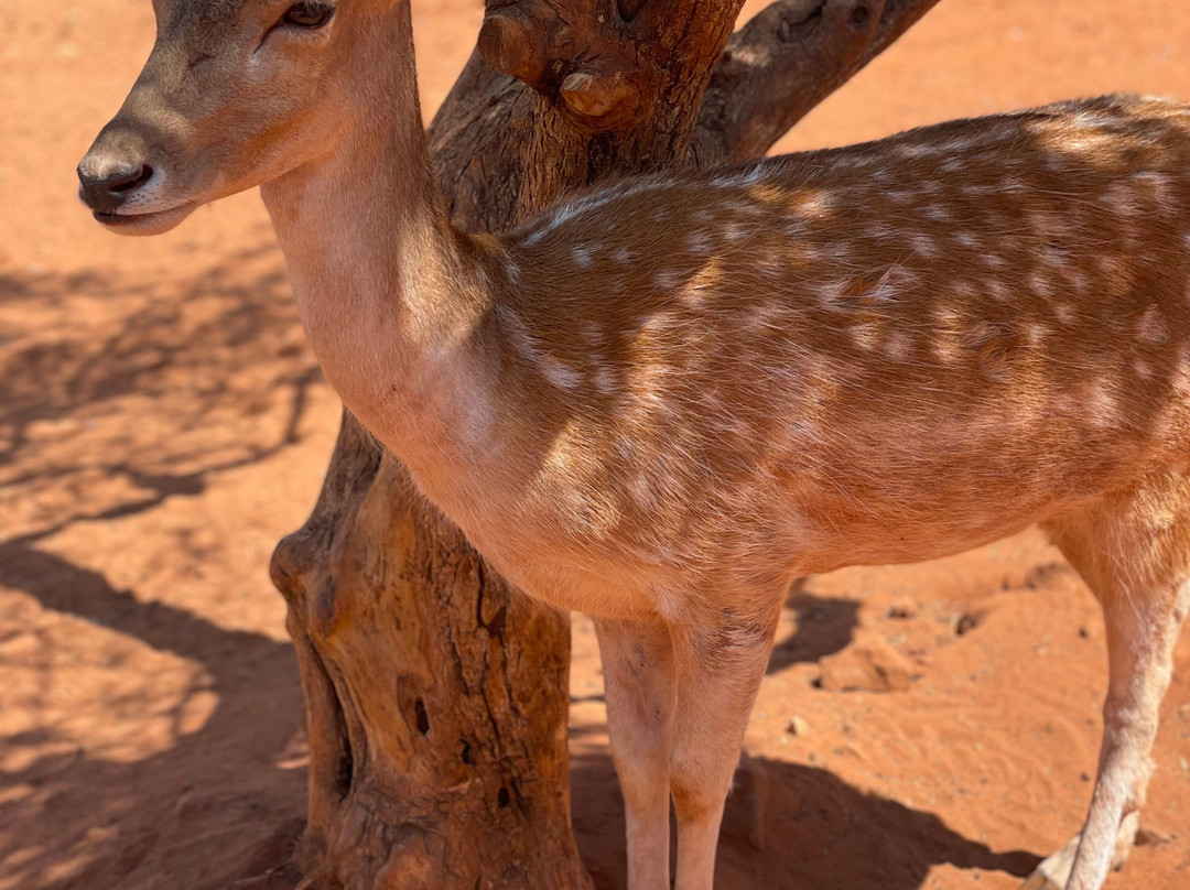 Bait Shaker-Al Salt必去景点