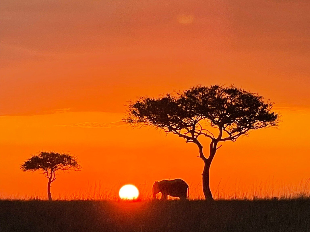 Apex Photo Safaris-内罗毕必去景点