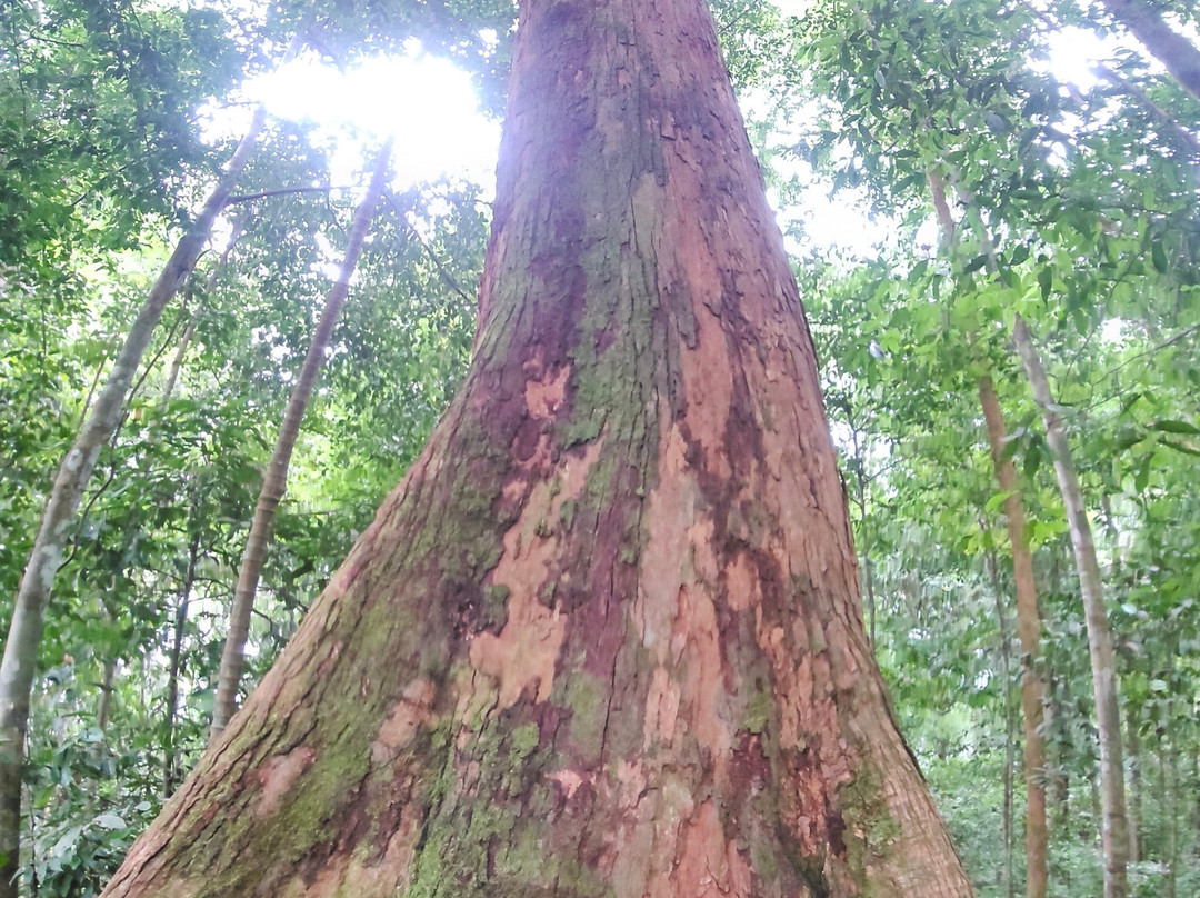 Bukitlawangtour-武吉拉旺必去景点