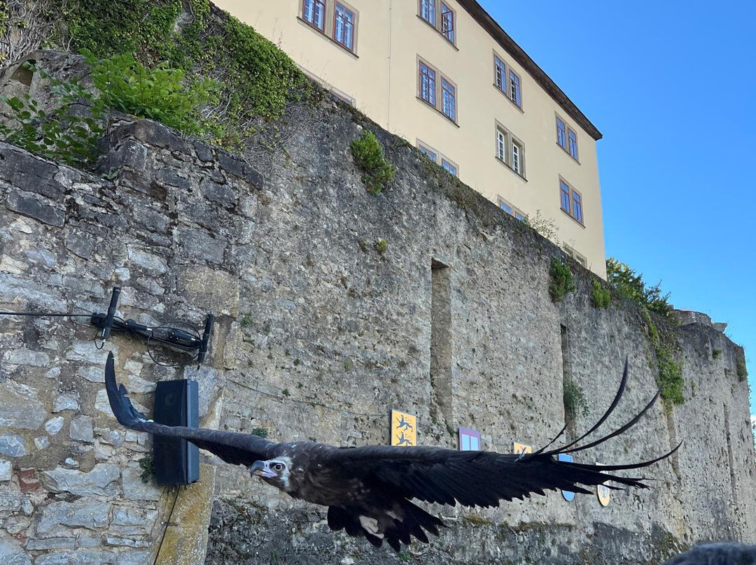 Deutsche Greifenwarte-Hassmersheim必去景点