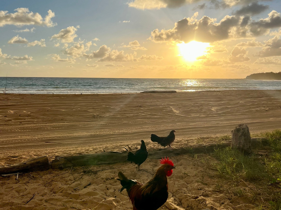 Kauai Roof Top Campers-阿那荷拉必去景点