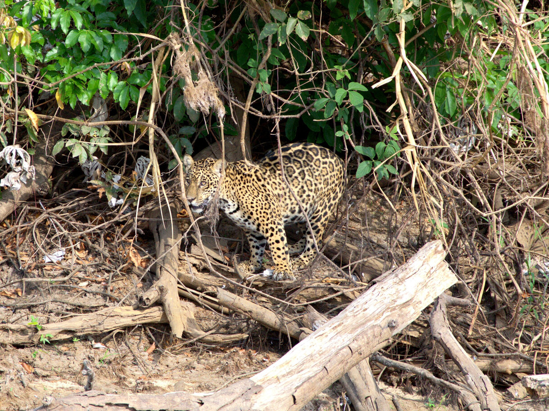 Spot Jaguar Pantanal South Wild Jaguar Tour-科龙巴必去景点