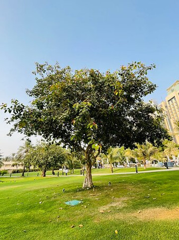 皇家艾美国际海滩度假村主图