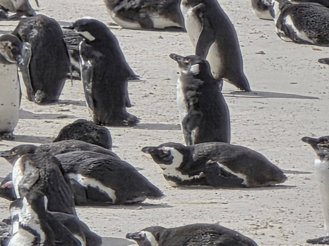 Cape Adventure Zone-开普敦中心区必去景点
