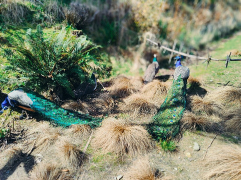 Little Paradise Dream Garden-克赖顿山必去景点