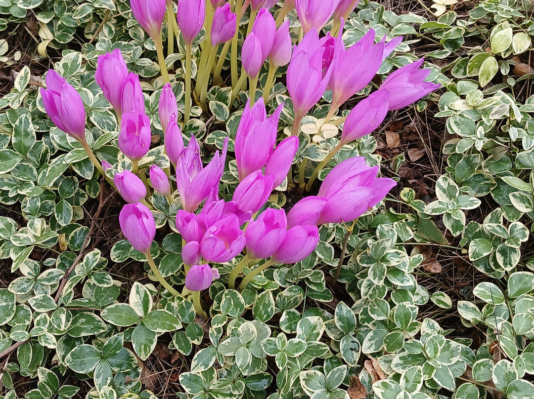 Central Botanical Garden of the National Academy of Sciences of Belarus-明斯克必去景点