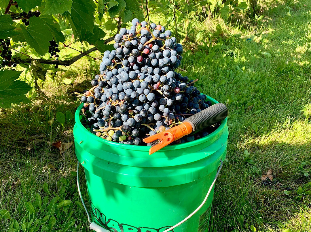 Grape Mill Vineyard and Winery-East Grand Forks必去景点