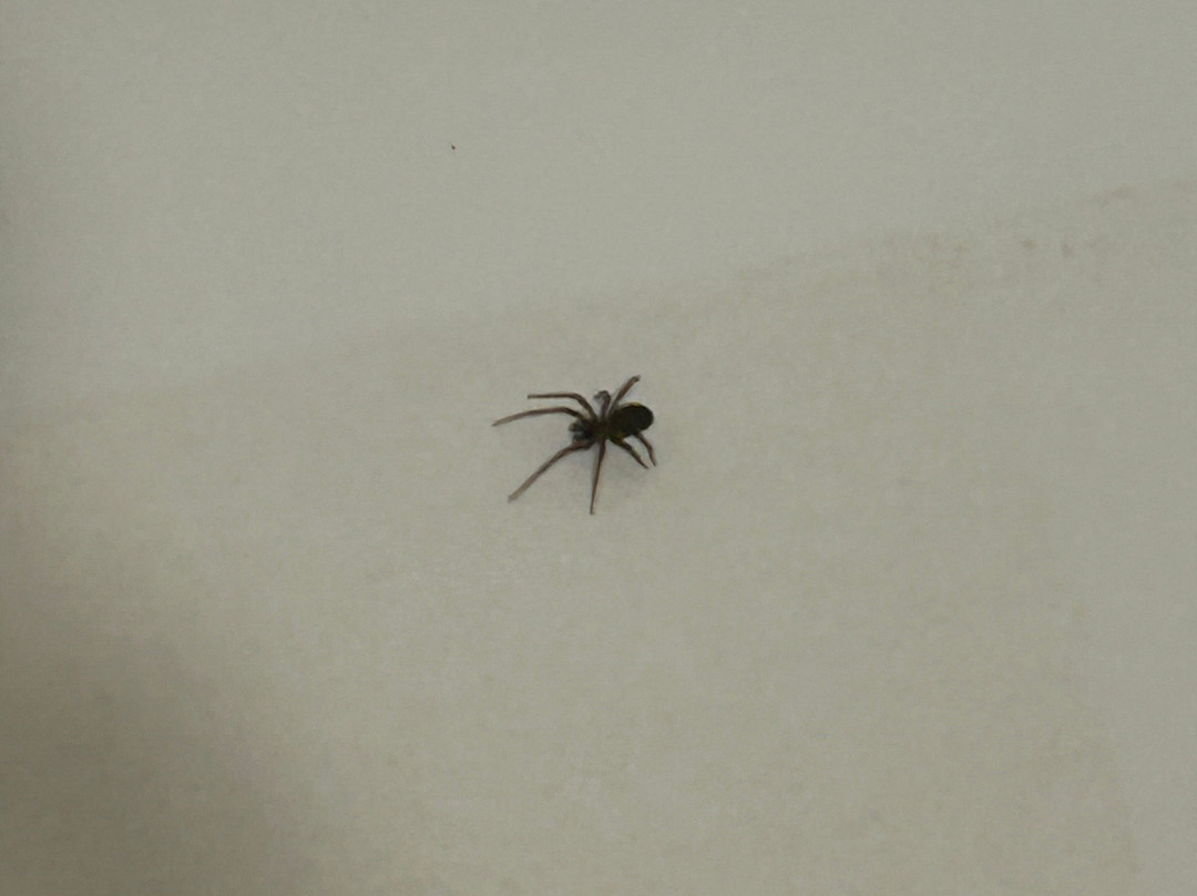 贝斯特韦斯特派恩赫斯特酒店主图