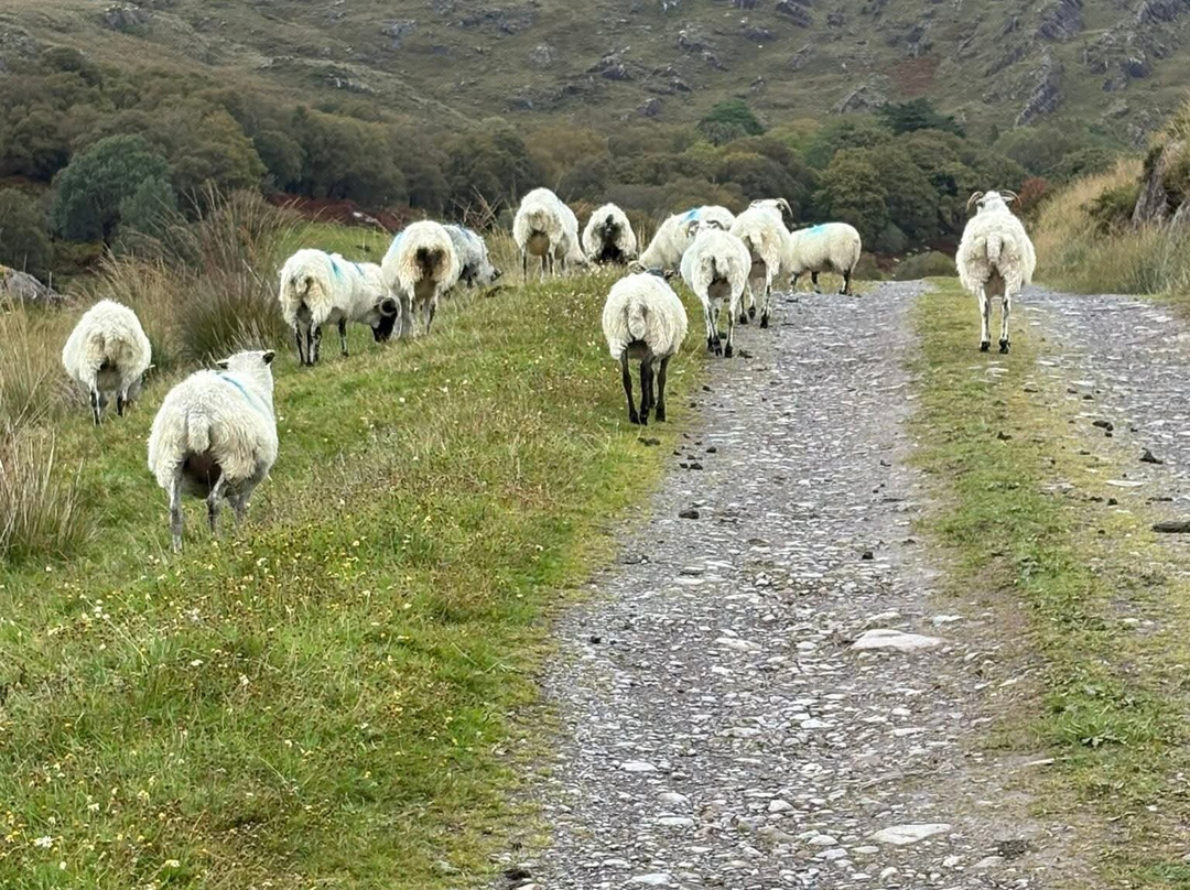 West Kerry Sheep Dog Demonstrations-凯里郡必去景点