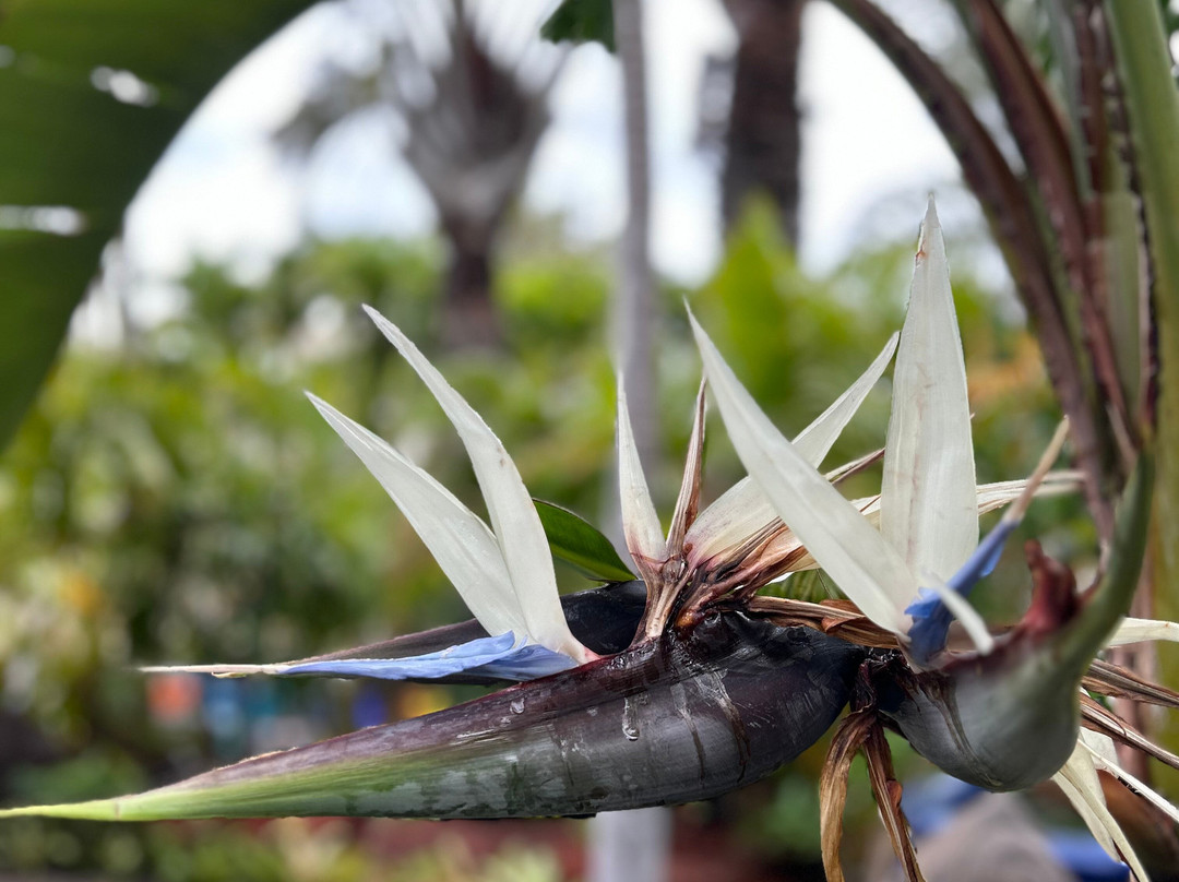 South Maui Gardens-基黑必去景点
