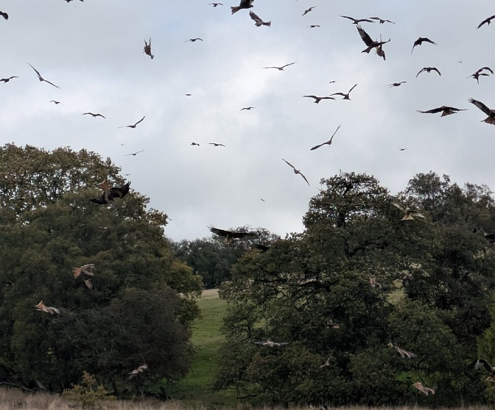 Gigrin Farm Red Kite Feeding Centre-Rhayader必去景点