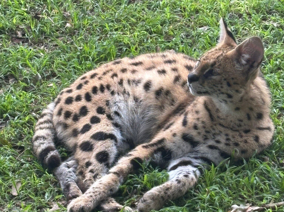 Zululand Cat Conservation Project-Hluhluwe Game Reserve必去景点