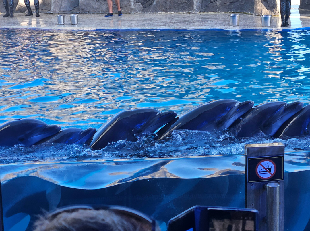 Batumi Dolphinarium-巴统必去景点