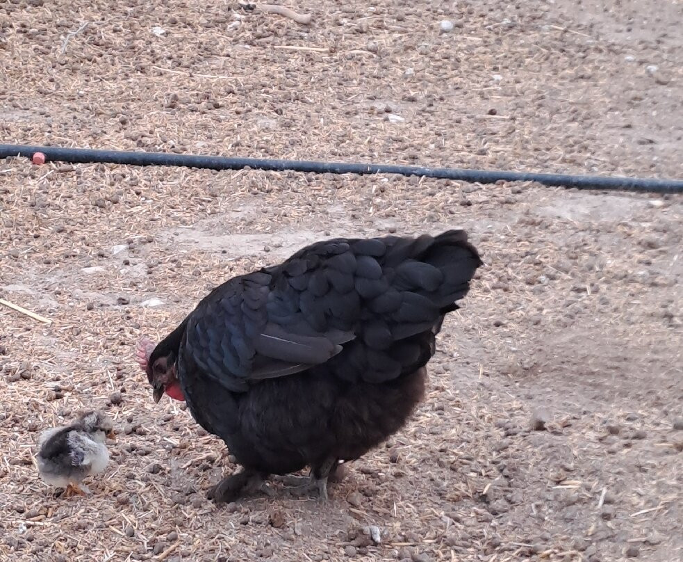 Golden Donkeys Farm-Skarinou必去景点