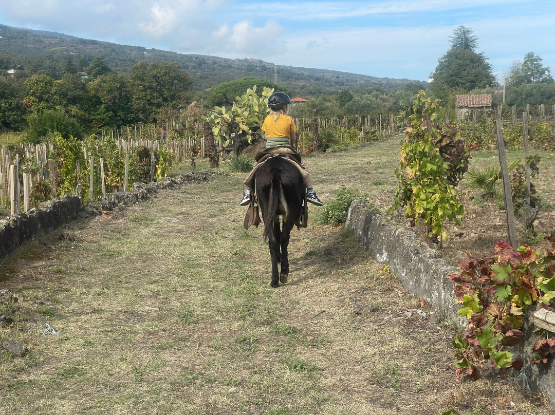 Etna Donkey Trekking-林瓜格洛萨必去景点
