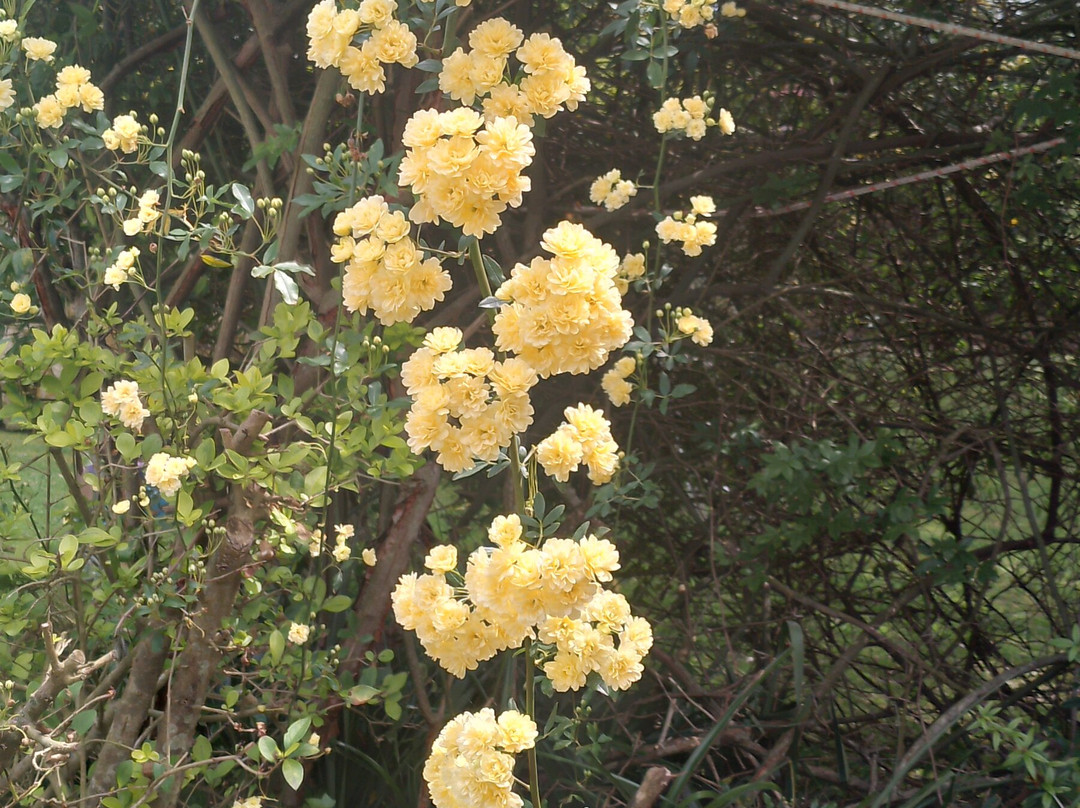 Cabañas Kurumamell主图