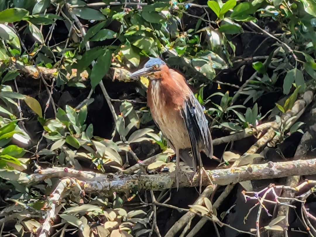 Mangrove Boat Tour-克波斯必去景点