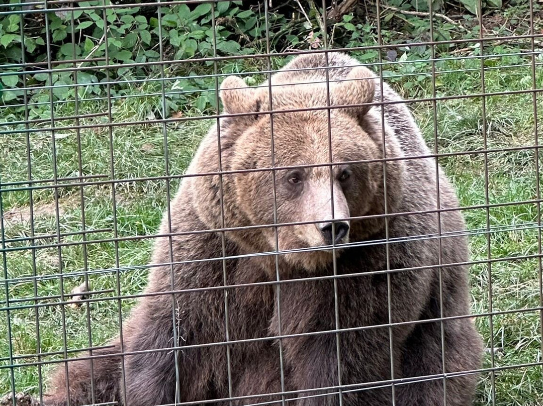Libearty Bear Sanctuary Zarnesti-Zarnesti必去景点