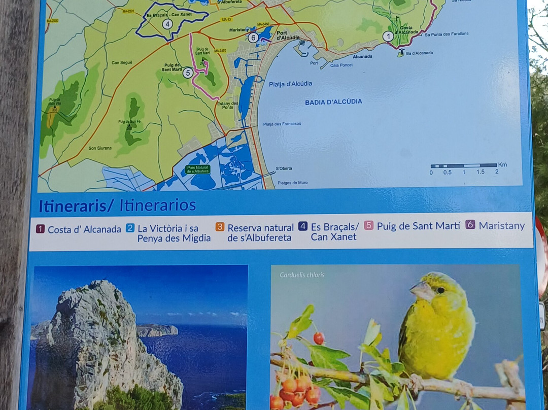 Buggy 4 Fun-Ca'n Picafort必去景点