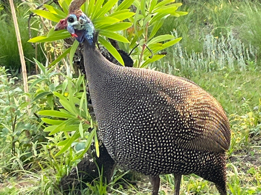 Thendele Hutted camp主图