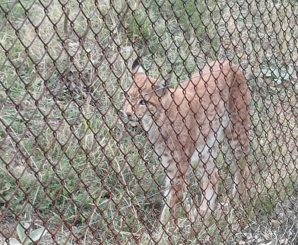 Wolf & Lynx Conservation Area-Agrapidies必去景点