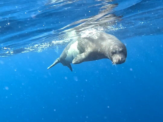 Azul Diving | Ponta de São Lourenço-马希科必去景点