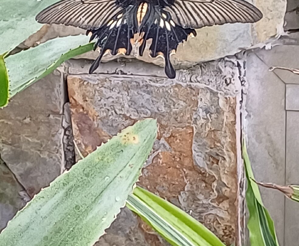 Mariposario del Drago-伊科德洛斯维诺斯必去景点