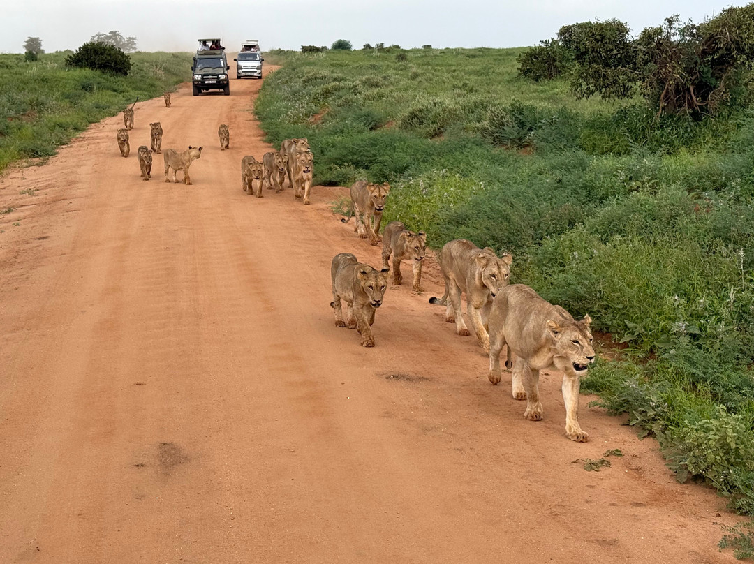Safari and Excursions-瓦塔木必去景点