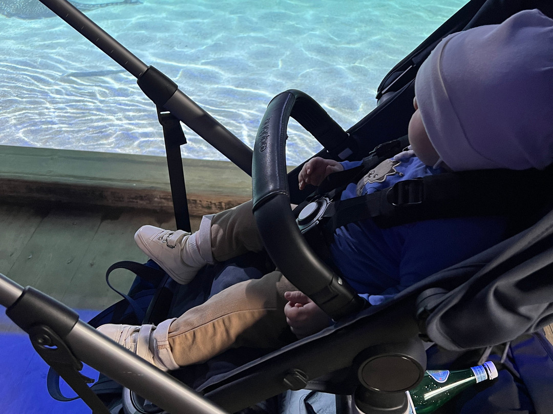 SEA LIFE Benalmadena-班纳玛德纳必去景点