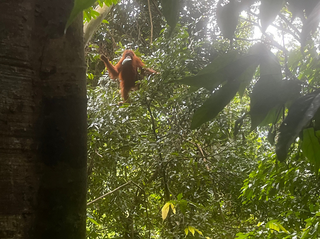Bukit Lawang Trekking-武吉拉旺必去景点