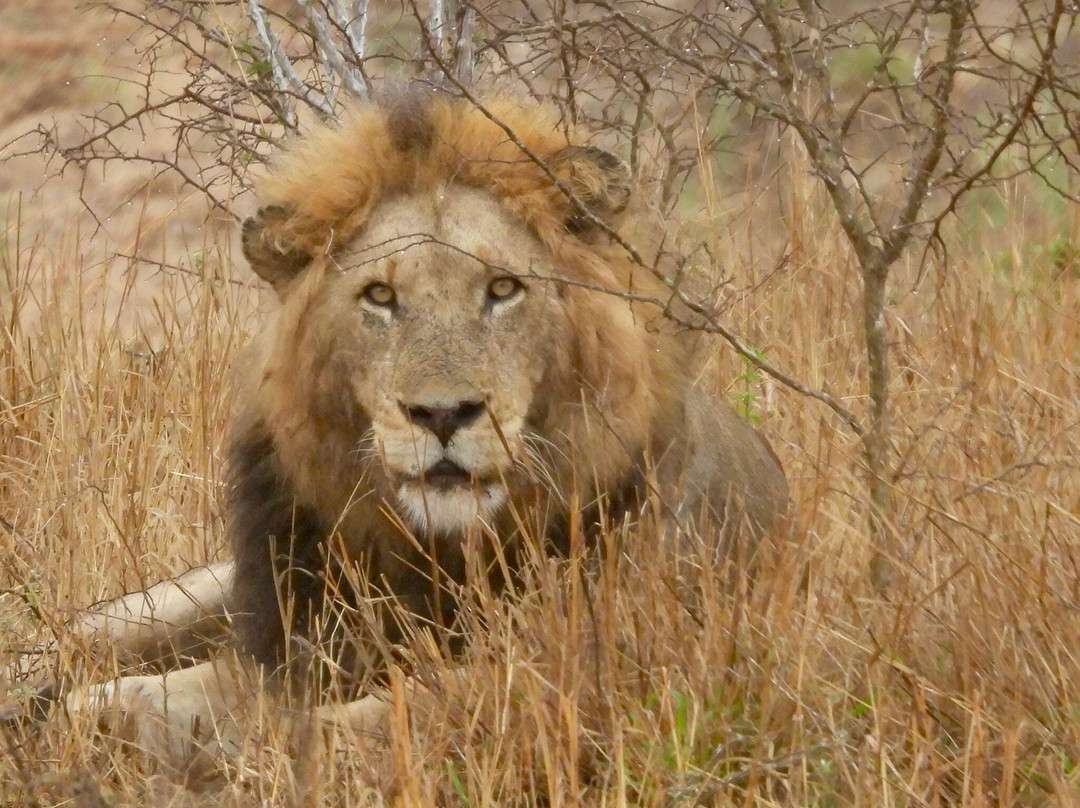 Wild Wings Safaris-克鲁格国家公园必去景点