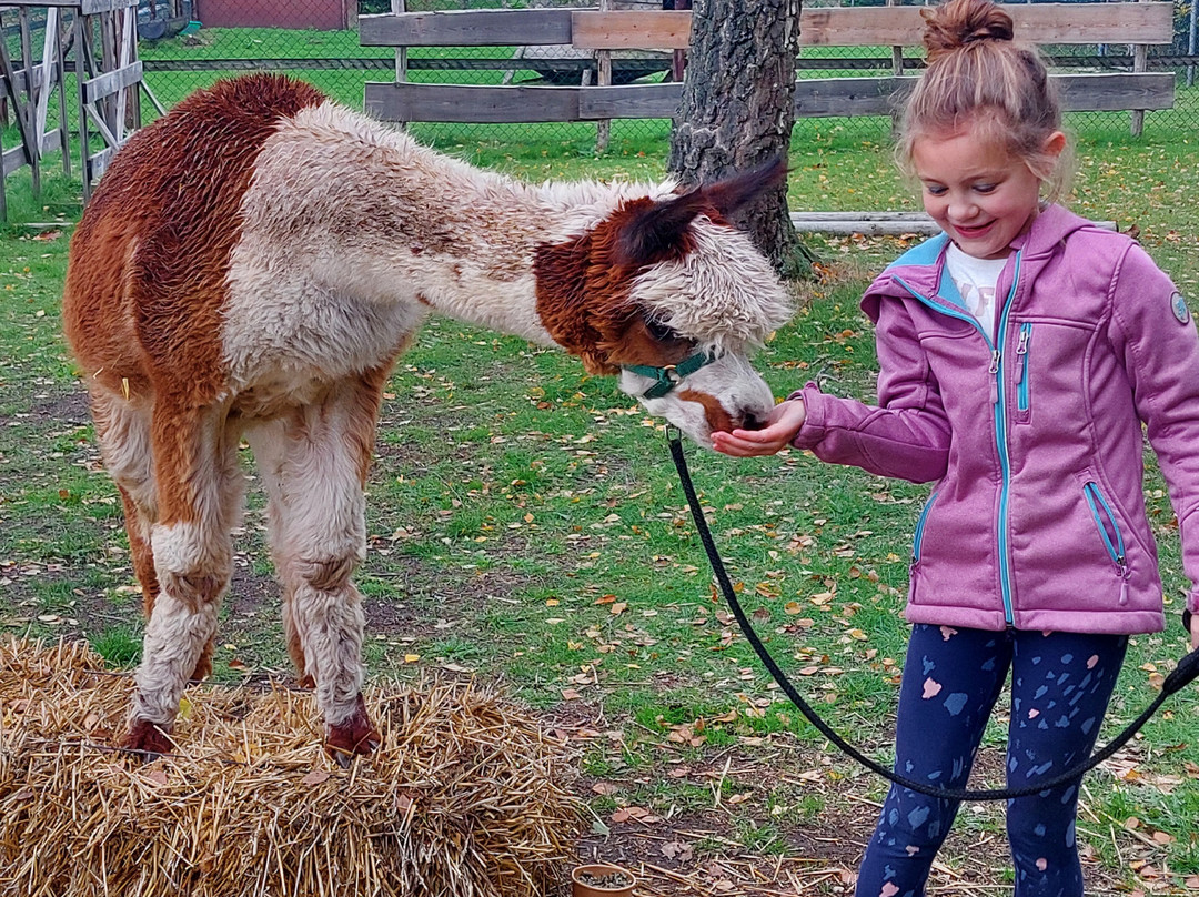 De Alpacaboerderij-Kaulille必去景点