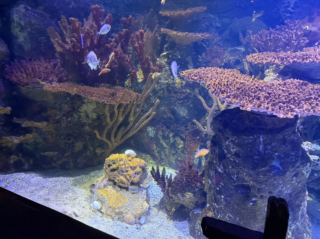 Shreveport Aquarium-什里夫波特必去景点