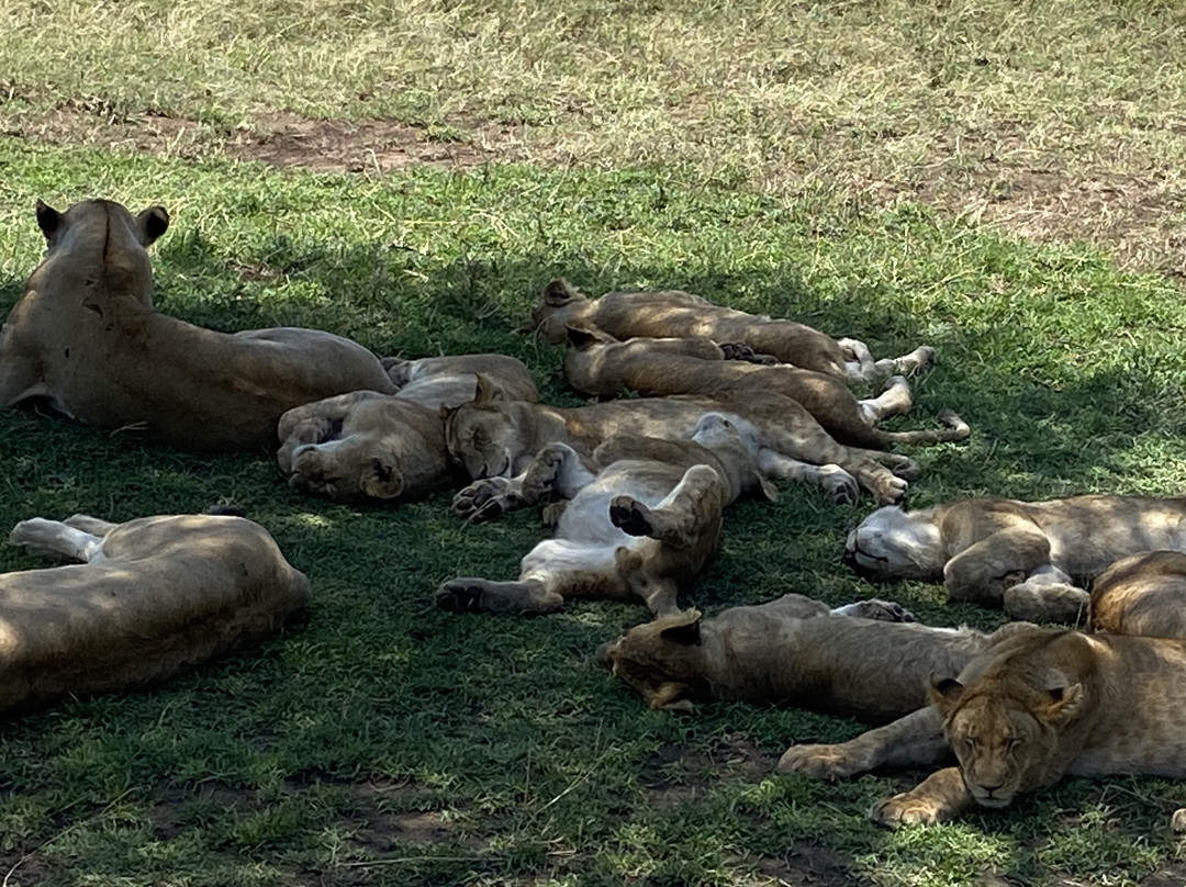 Wildlands Safaris (T) Ltd-塞伦盖蒂国家公园必去景点