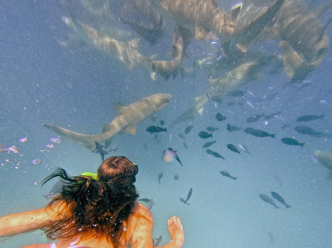 Go Divers Maldives-迪古拉赫岛必去景点