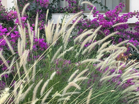 The Fern Sattva Resort Little Rann of Kutch, Series by Marriott