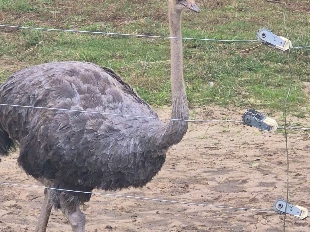 Alabama Gulf Coast Zoo-格尔夫海岸必去景点