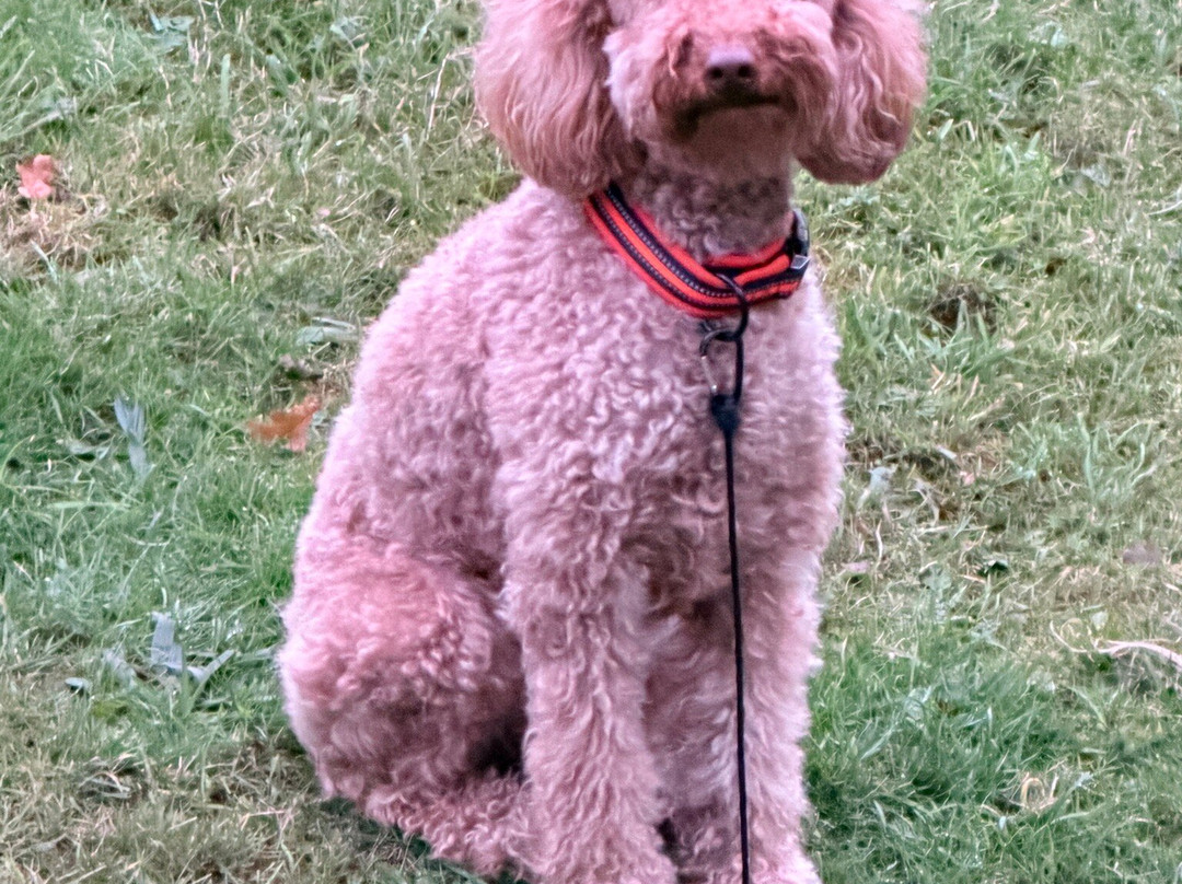 Wanderlusts Gypsy Caravans-彭里斯必去景点