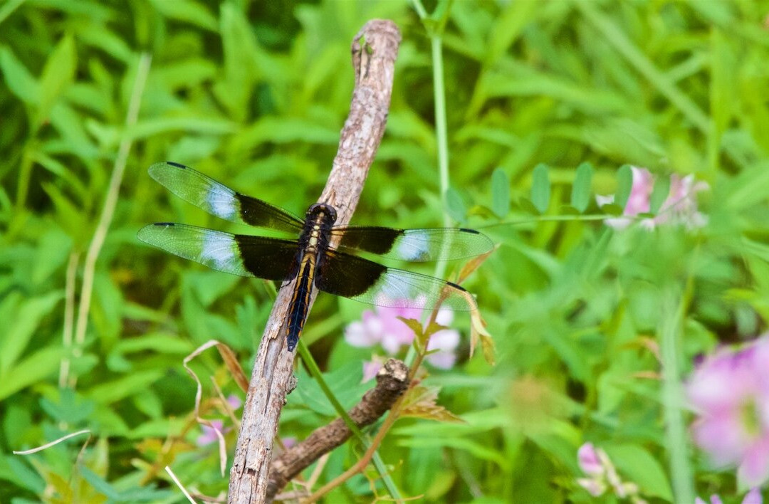 Scranton Lake Walking Path-斯克兰顿必去景点