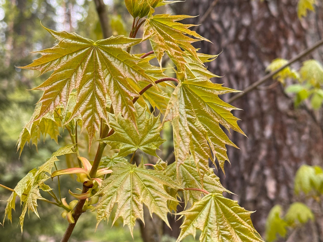 Gorenskiy Lesopark-Balashikha必去景点