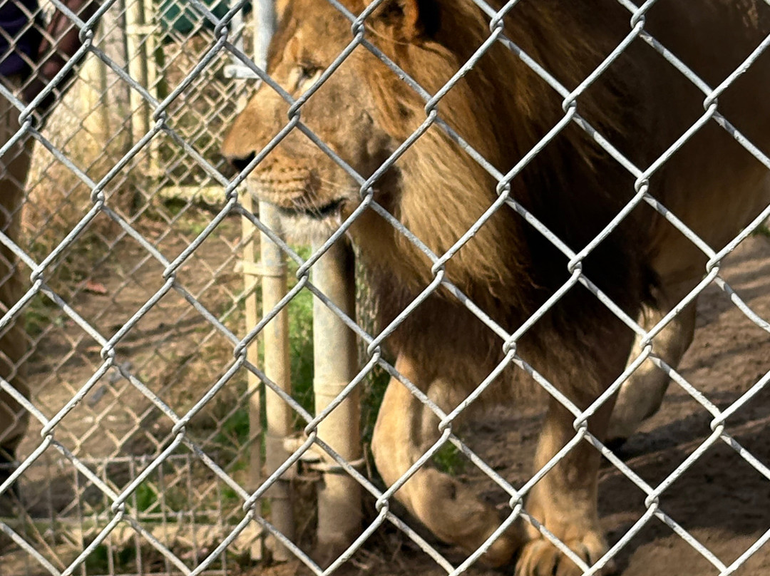 Animal Park NC-伯灵顿必去景点