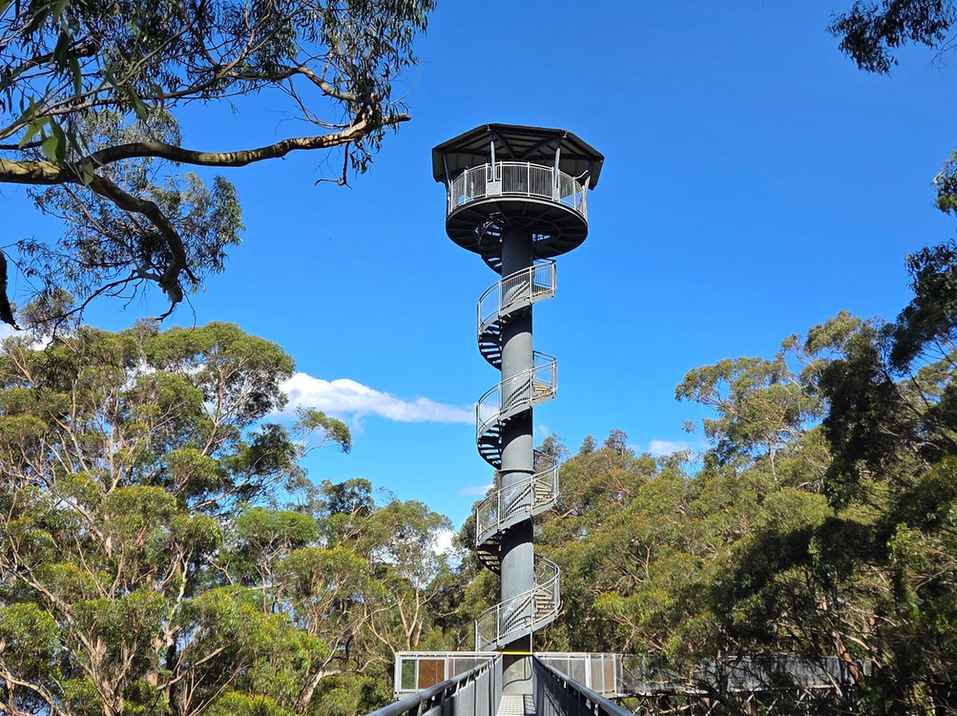 Illawarra Fly Treetop Walk-Knights Hill必去景点
