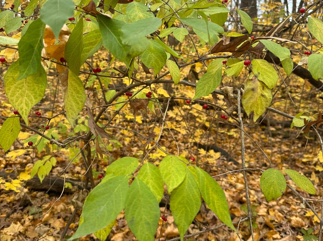 Matthiessen State Park-尤蒂卡必去景点