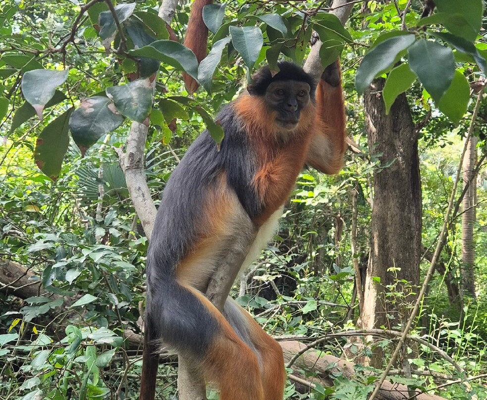 Monkey Park Senegambia-塞瑞库达必去景点