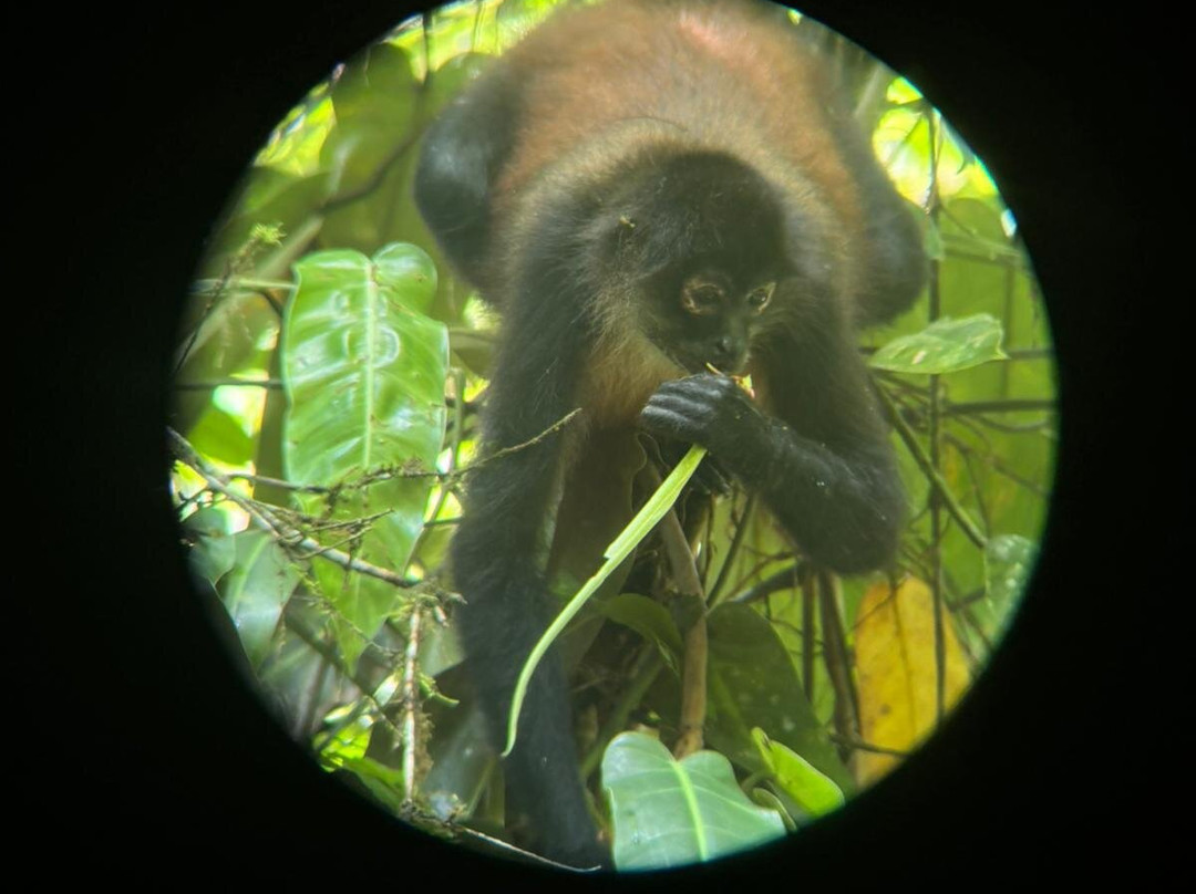 Corcovado Hiking Tours-希门尼斯港必去景点