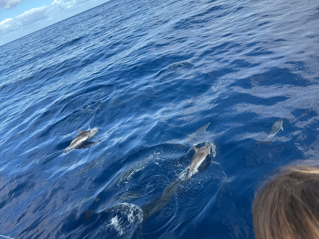 Tenerife First Excursions-奥德杰海岸必去景点