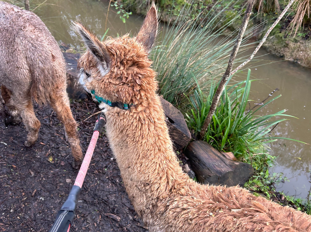 Nanny Sharon's Alpaca Farm C.I.C-Prenton必去景点
