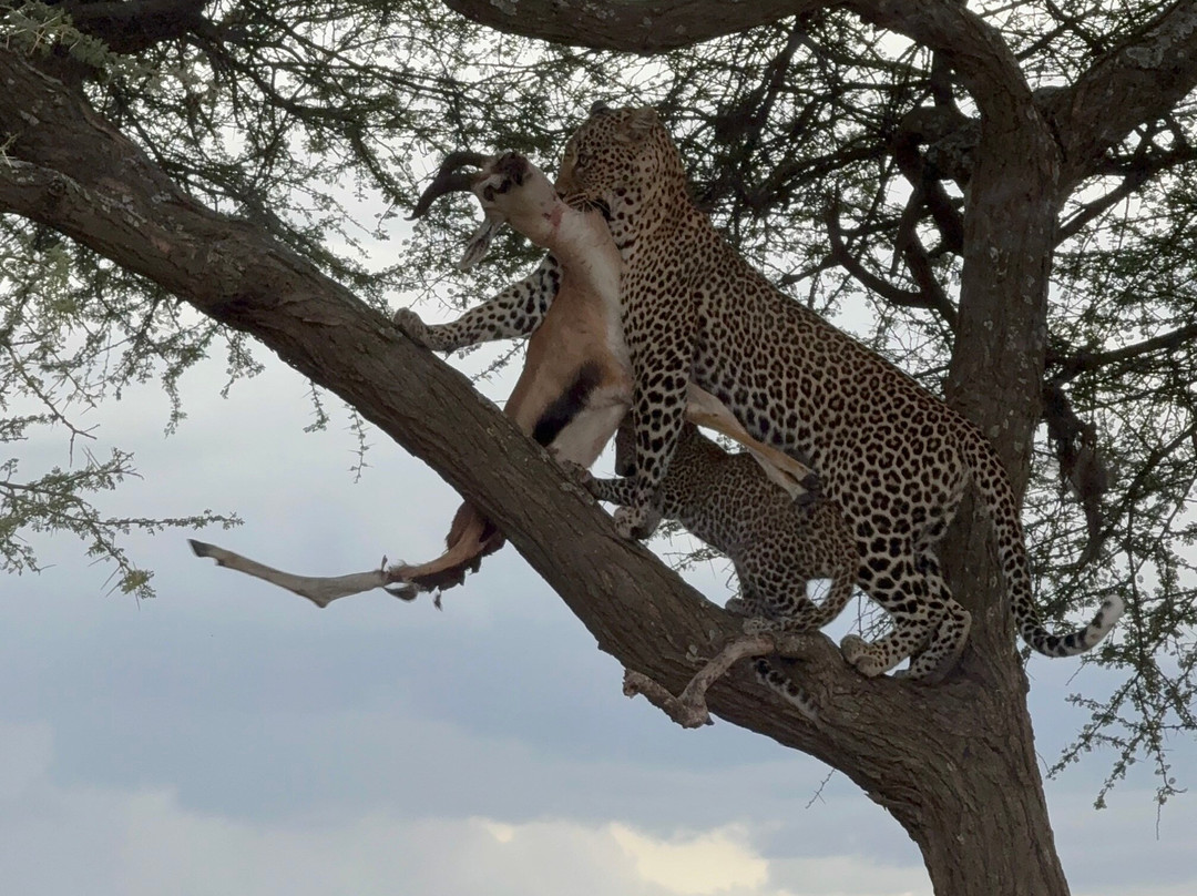 BADGER ADVENTURES TOURS & SAFARI-Arusha Chini必去景点