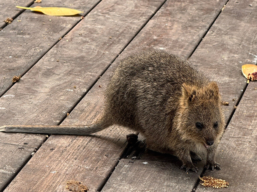 Rottnest Island Visitor Centre-罗特尼斯岛必去景点