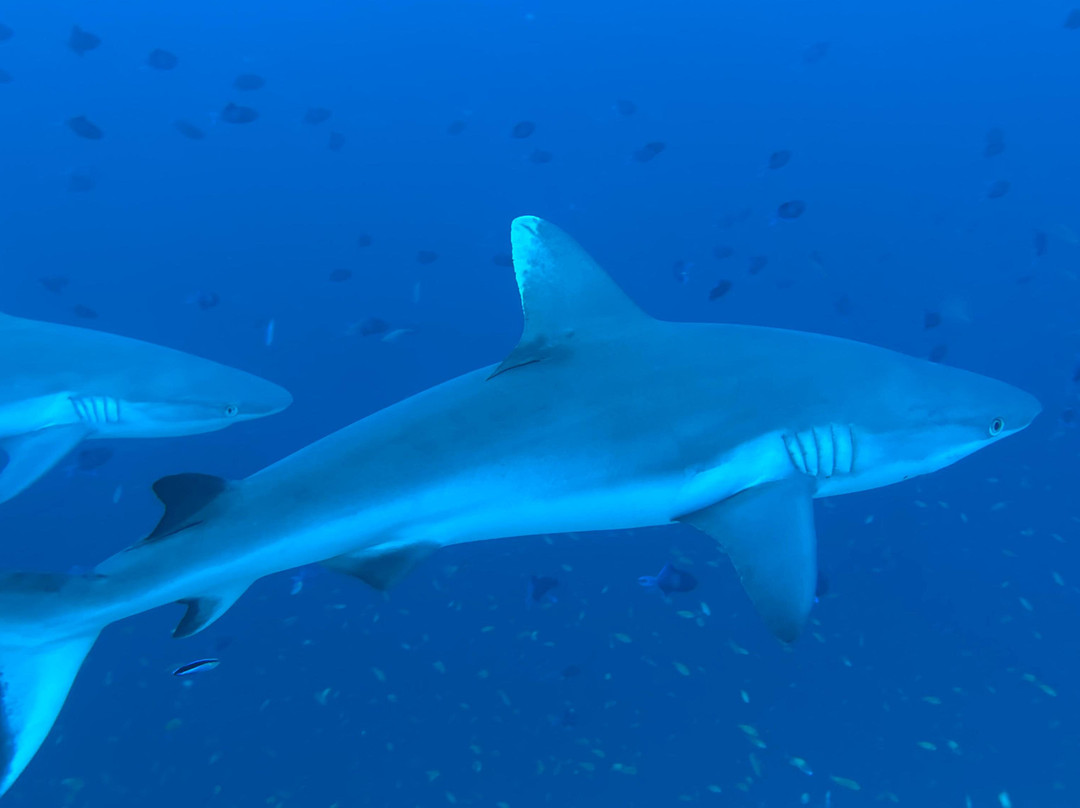 Family Divers Maldives-拉斯胡必去景点